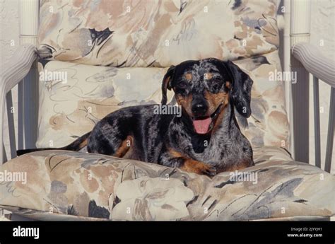 Dachshund Laying In Chair Stock Photo Alamy