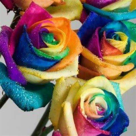 How To Make Rainbow Roses A Step By Step Guide Rainbow Roses