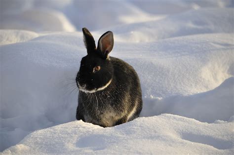 Winter Safety Advice For Your Rabbit The Healthy Pet Club