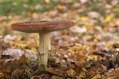 Amanita Muscaria Mushroom Autumn Free Photo On Pixabay Pixabay