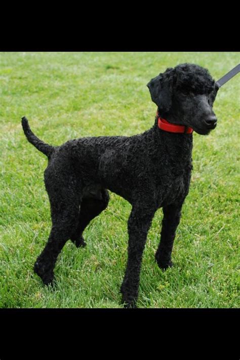 I Love This Masculine Haircut For Luca Standard Poodle Cuts Standard