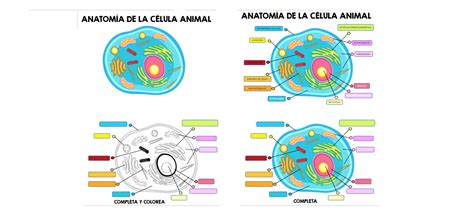 Celula Animal Para Colorear Ouiluv