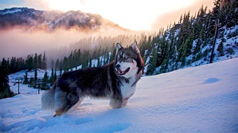 Cool Husky Wallpapers Top Free Cool Husky Backgrounds Wallpaperaccess