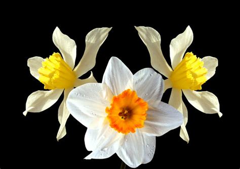 Easter Daffodils Free Stock Photos Rgbstock Free Stock Images