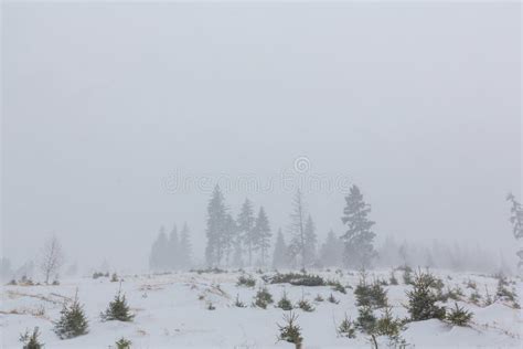Winter Scenery With Fir Trees In Snow Blizzard Stock Image Image Of