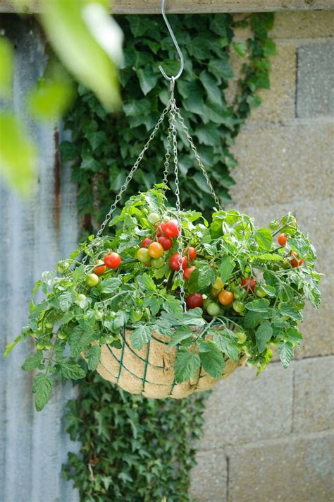 Tomato Varieties For Your Container Garden Growing Tomatoes In Pots