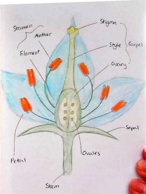 Part Of A Flower Diagram Quizlet