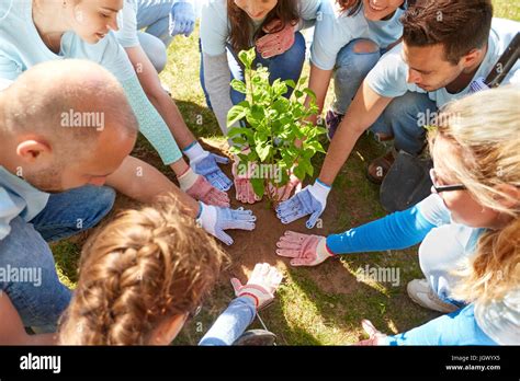 Group Of Volunteers Planting Tree In Park Stock Photo Alamy