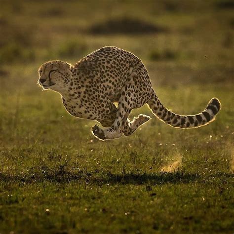 Aerodynamic Cheetah The Fastest Land Animal In The World Can Reach