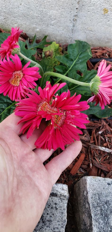 Double Gerber Gerbera Daisy That I Noticed Yesterday In My Planter By