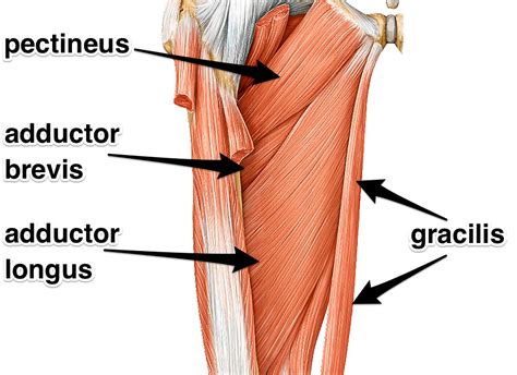 Adductors What Are The Adductor Muscles Attachments And Actions