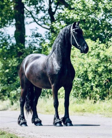 Marley Friesian Horse For Sale
