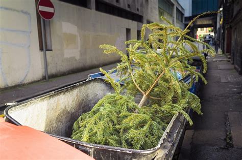 Meglio Acquistare Un Albero Di Natale Vero O Finto Secondo Il Pefc Italia L Albero Vero Pi