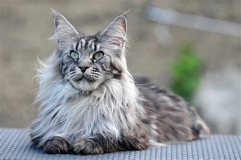 Maine Coon Information And Cat Breed Facts Pets Feed