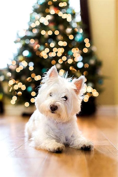 Beautiful Photos Of Dogs At Christmastime Life With Dogs