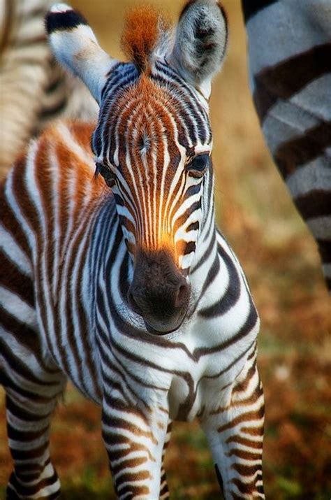 No Animal Has A More Distinctive Coat Than The Zebra