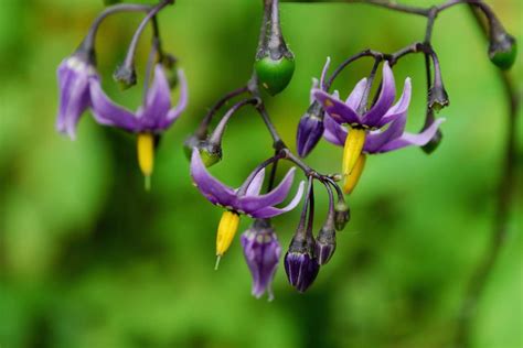 9 Purple Garden Flowers For A Mysterious Dreamlike Atmosphere