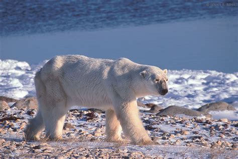 Polar Bears With No Ice Life On Thin Ice