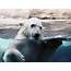 Polar Bear Swimming In The Water Desktop Hd Wallpapers  Wallpapers13com