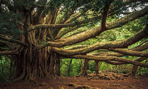 The Tree Of Knowledge Is Not An Apple Or An Oak But A Banyan Aeon Ideas