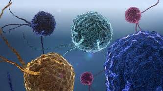 Low Lymphocyte Count Cause Symptom And Treatment Md