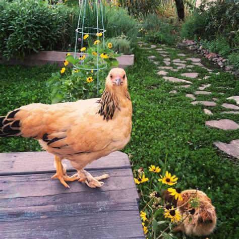 Brahma For Sale Chickens Breed Information Omlet