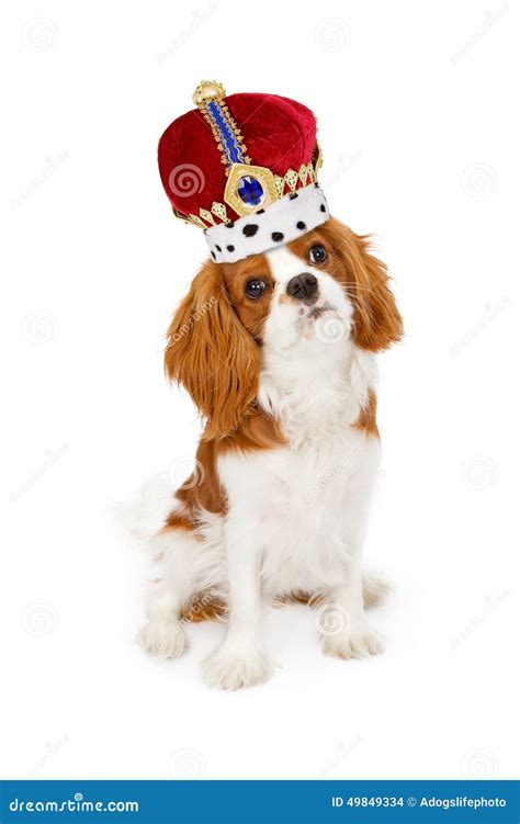 423 King Charles Crown Stock Photos Free And Royalty Free Stock Photos