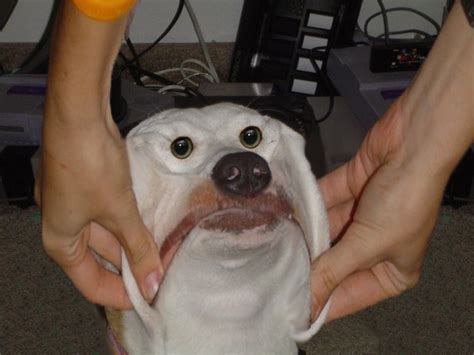I Wish I Had A Sock Puppet Dog Funny Animal Photos Smiling Dogs