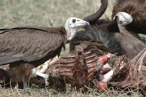 Africas Unloved Vultures Headed For Extinction