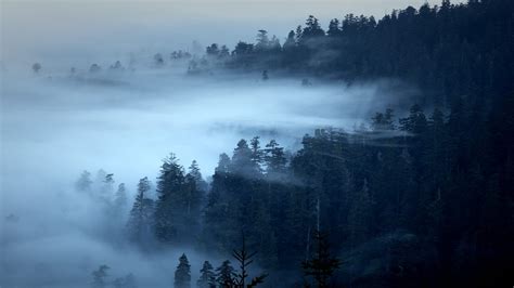 Nature Landscape Trees Forest Pine Trees Morning Mist Wallpapers