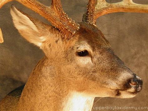 Whitetail Deer Shoulder Mount Whitetail Deer Closeup Head Flickr