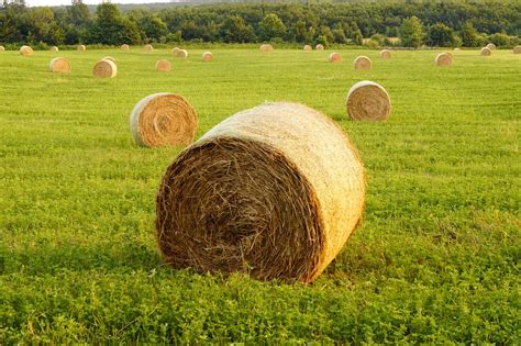 Straw Bale Meadow Field Free Photo On Pixabay Pixabay