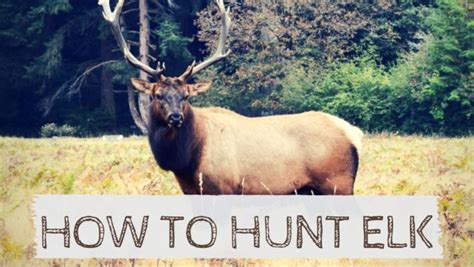 How To Hunt Elk In The Wild Step By Step Guide Outdoorstack
