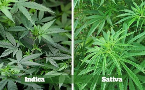 Cannabis Ruderalis The Subspecies You Are Ignoring