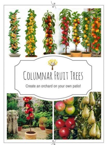 44 Ideas Fruit Trees Backyard Ideas Branches Fruit Trees In