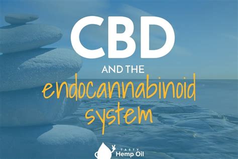 cbd and the endocannabinoid system tasty hemp oil blog