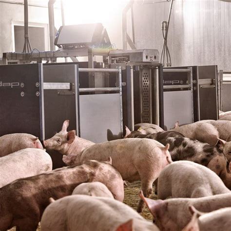 Sortiertor Für Schweine Nedap Livestock Management Automatisiert Mit Gewichtserkennung