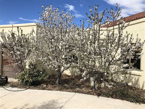 Minnie royal cherries are small to medium in size, averaging around two centimeters in diameter, and have a uniform, round to slight cordate shape. Minnie Royal and Royal Lee cherry trees - Pictures ...