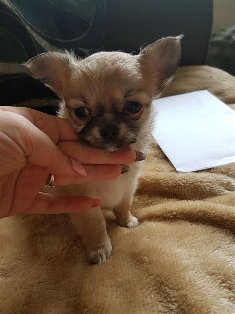 Tiny newborn chihuahua puppy in the palms. 2 beautiful pedigree long hair chihuahua puppies | Halesowen, West Midlands | Pets4Homes