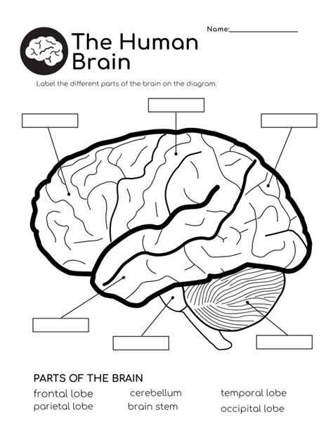 The Human Brain Is Labeled In Black And White With Labels To Describe It S Functions
