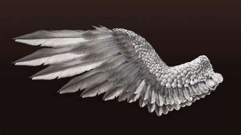 Bird Angel Wings C4d 3d Model By Quartomundo
