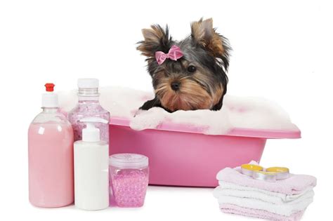 Check spelling or type a new query. Top 10 Dog Shampoo Brand Reviews - Best Selling Dog Shampoos