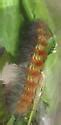 Fuzzy Caterpillars Inches Long Estigmene Acrea Bugguide Net