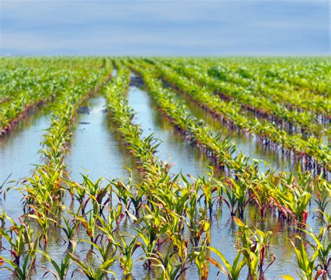 Scientists Are One Step Closer To Engineering Flood Resistant Crops