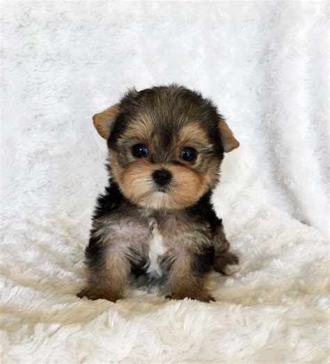 Teacup Puppies For Sale Fresno Ca at Jeffrey Hyman blog