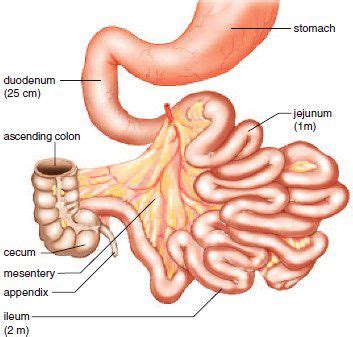 The small intestine is much smaller in diameter, but is much longer and more massive than the large intestine. Regions of the small intestine. The duodenum is attached ...