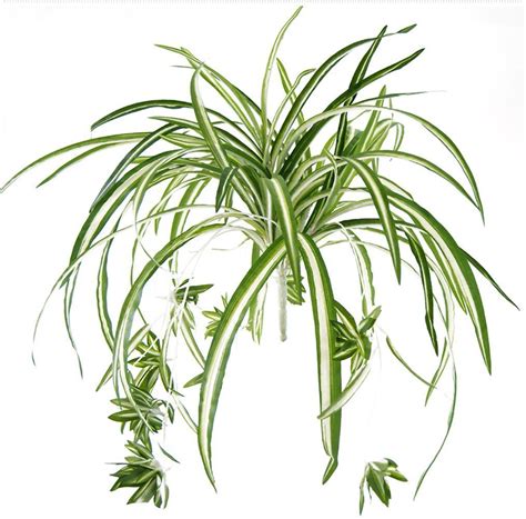 The insects in question will seek out places for food sources, protection from environmental stresses and predatory encounters, and shelter both indoors and outside, with. Bird Fiy Artificial Flowers Spider Plant Simulation ...