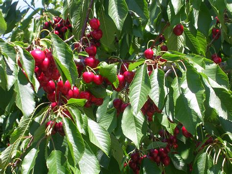 Growing Cherries In Florida And Growing Almonds In Florida The