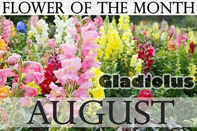 Check spelling or type a new query. August's Birth Flowers | Holiday Smart