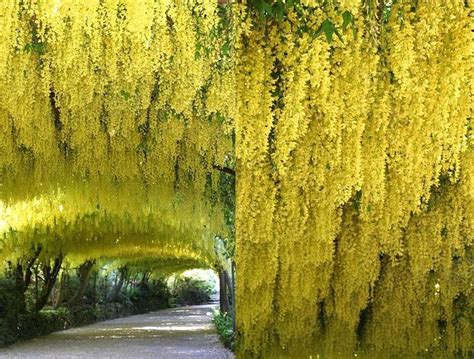Golden Chain Tree Weeping Yellow Blossoms Measure Over One Foot Long